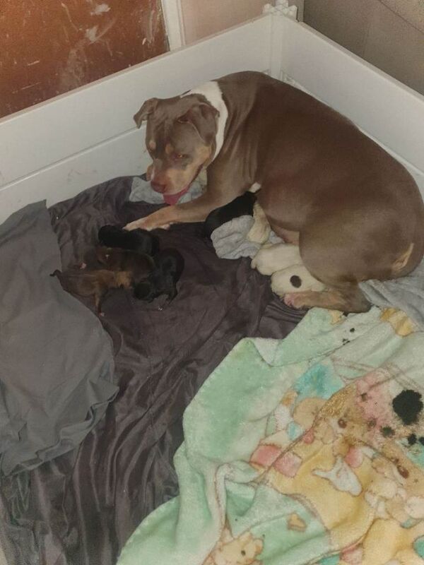 American bulldogs - Image 3 of 6