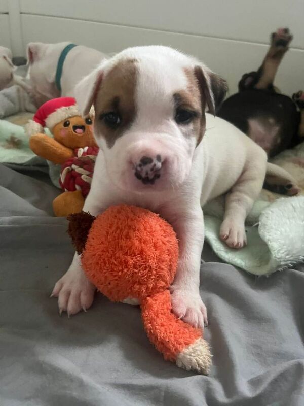 American bulldogs - Image 4 of 6