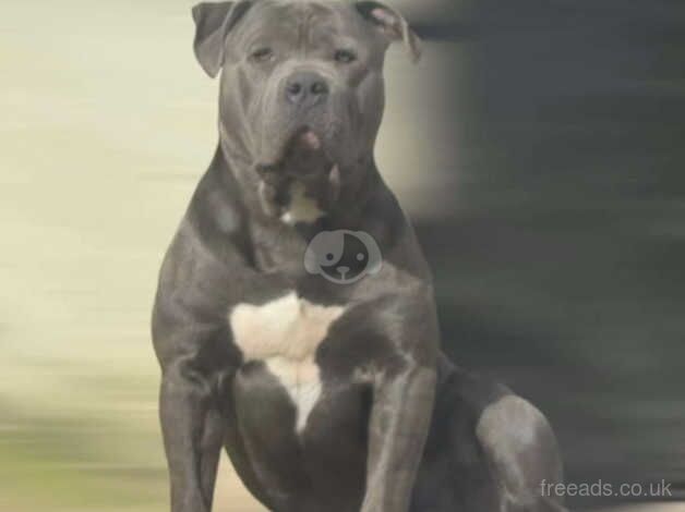 American Bulldog puppies for sale in Bradley Stoke, Gloucestershire – 2 years old - Image 1 of 2