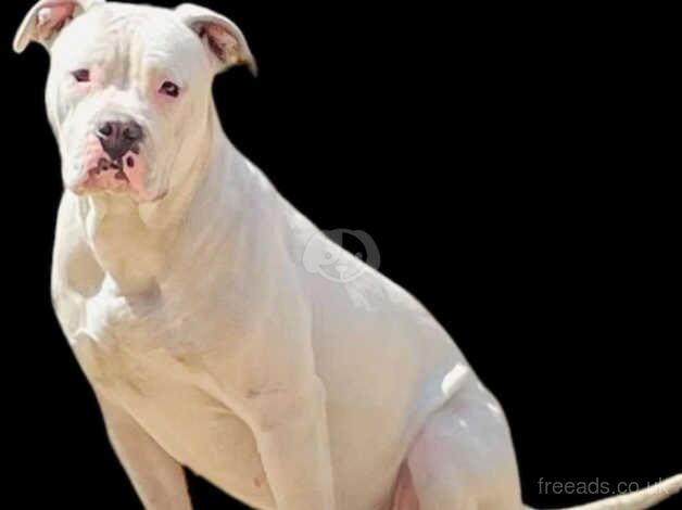 American Bulldog puppies for sale in Bradley Stoke, Gloucestershire – 2 years old - Image 2 of 2