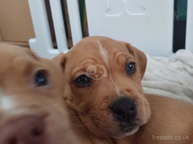 American Bulldog puppies for sale in Coventry, West Midlands – 1 year old - Image 2 of 5