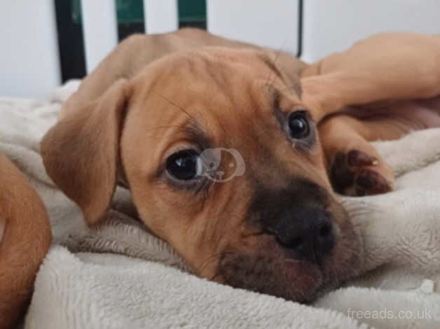 American Bulldog puppies for sale in Coventry, West Midlands – 1 year old - Image 3 of 5