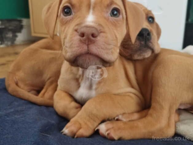 American Bulldog puppies for sale in Coventry, West Midlands – 1 year old - Image 4 of 5