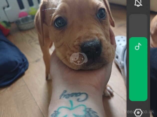 American Bulldog puppies for sale in Coventry, West Midlands – 1 year old - Image 5 of 5