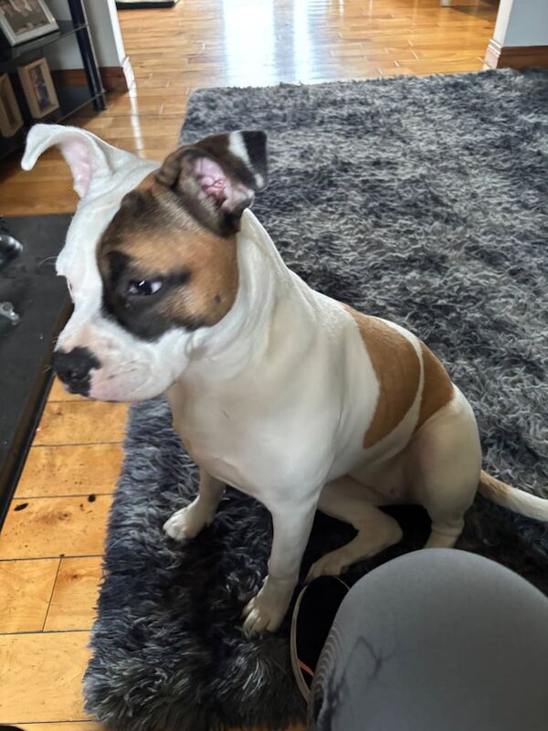 American Bulldog puppies for sale in Magherafelt, County Londonderry – 1 year old - Image 1 of 3