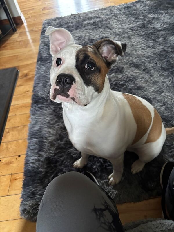 American Bulldog puppies for sale in Magherafelt, County Londonderry – 1 year old - Image 2 of 3