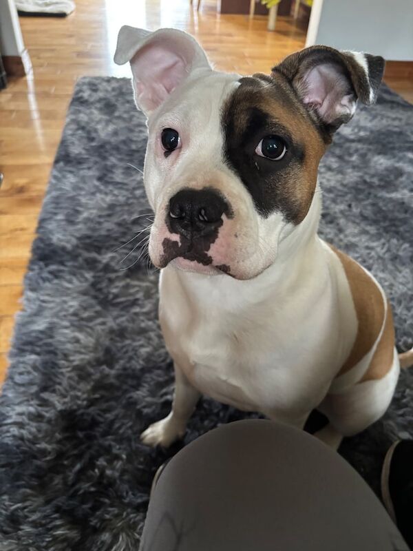 American Bulldog puppies for sale in Magherafelt, County Londonderry – 1 year old - Image 3 of 3