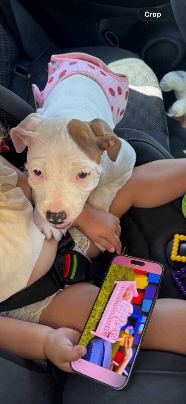 American bully 11 weeks old girl