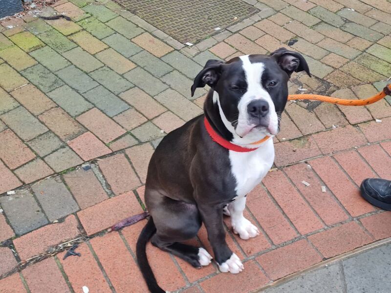 American Bulldog Puppies For Sale Under £1,000