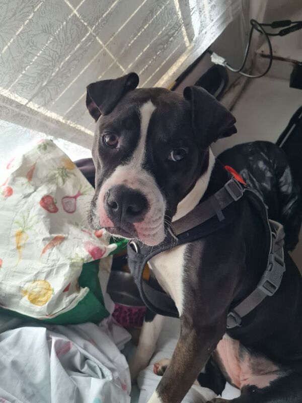 American bully - Image 2 of 3