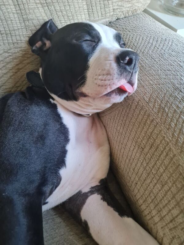American bully - Image 3 of 3