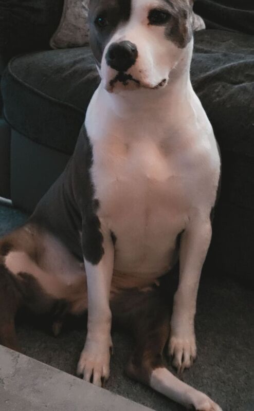 American bully for sale in South Side, City of Edinburgh - Image 2