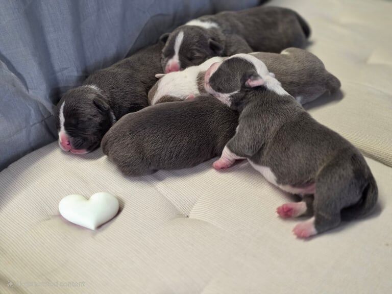 American Bulldog puppies for sale in Kentish Town, Greater London β KC registered, 9 months old - Image 1 of 3