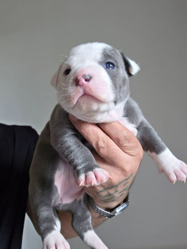 American Bulldog puppies for sale in Kentish Town, Greater London β KC registered, 9 months old - Image 2 of 3