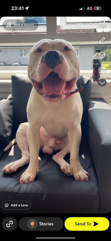American Bulldog puppies for sale in Perth, Perth and Kinross – 8 months old