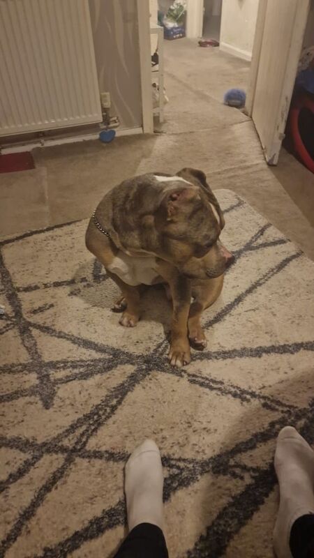 American Bulldog puppies for sale in Perry Barr, West Midlands – 1 year old