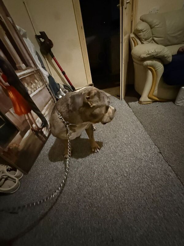 American Bulldog puppies for sale in Perry Barr, West Midlands – 1 year old - Image 2 of 3