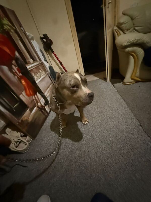 American Bulldog puppies for sale in Perry Barr, West Midlands – 1 year old - Image 3 of 3