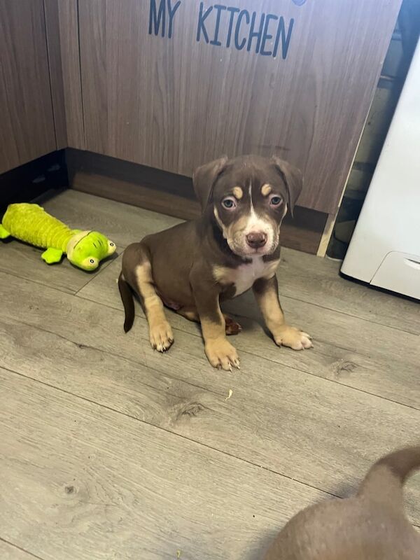 American Bully Puppies For Sale