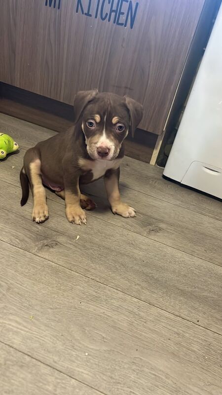 American Bulldog puppies for sale in Wester Hailes, City of Edinburgh – 8 weeks old - Image 3 of 3