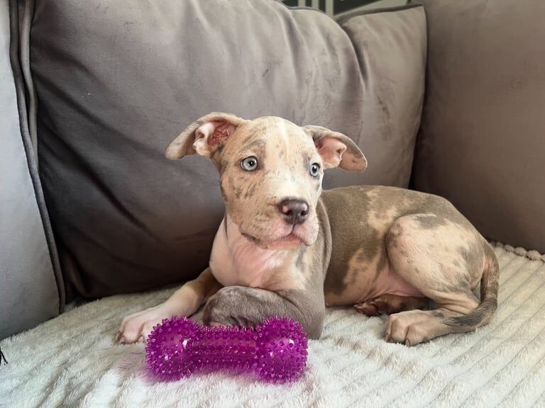 American Bulldog puppies for sale in Didsbury, Greater Manchester – 3 months old