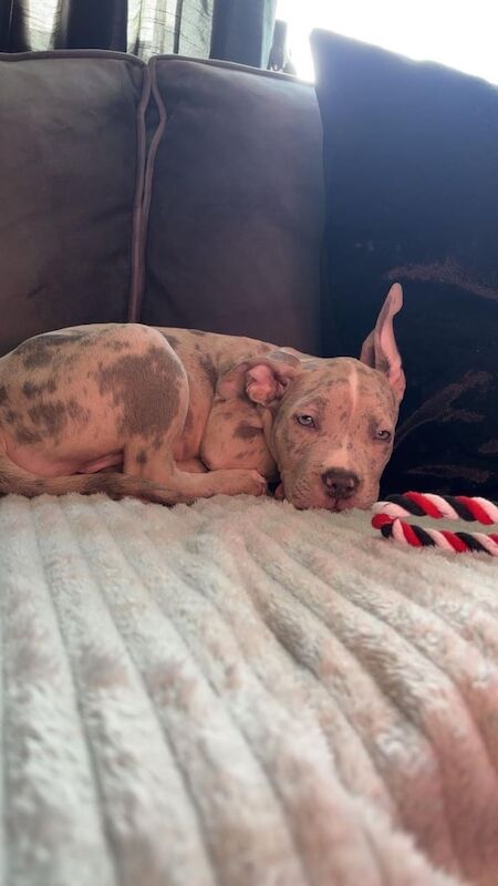 American Bulldog puppies for sale in Didsbury, Greater Manchester – 3 months old - Image 2 of 5