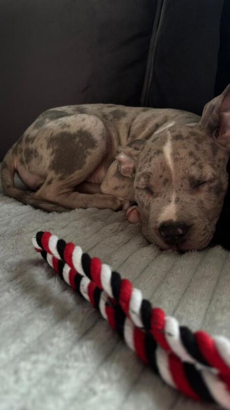 American Bulldog puppies for sale in Didsbury, Greater Manchester – 3 months old - Image 3 of 5