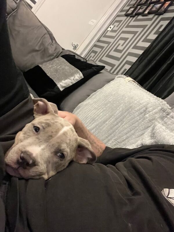 American Bulldog puppies for sale in Didsbury, Greater Manchester – 3 months old - Image 4 of 5