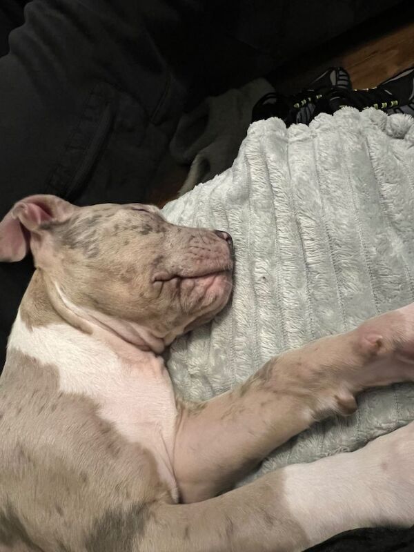 American Bulldog puppies for sale in Didsbury, Greater Manchester – 3 months old - Image 5 of 5