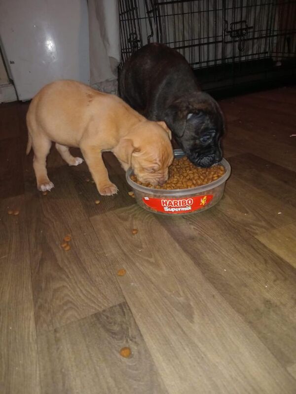 American Bully Puppies For Sale
