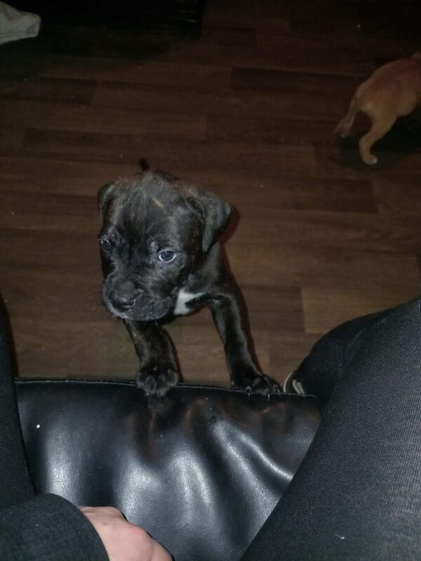 American Bulldog puppies for sale in Kilmarnock, East Ayrshire – 6 weeks old - Image 2 of 4