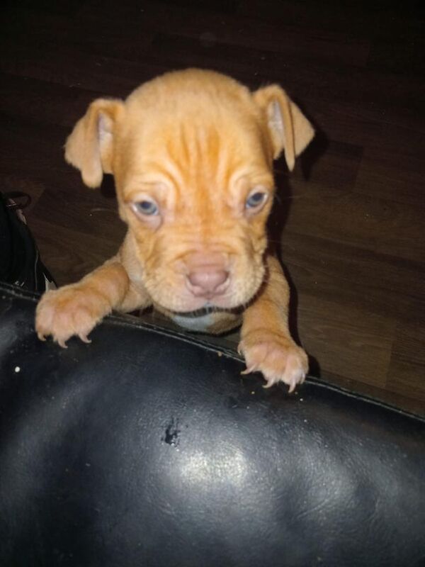 American Bulldog puppies for sale in Kilmarnock, East Ayrshire – 6 weeks old - Image 3 of 4