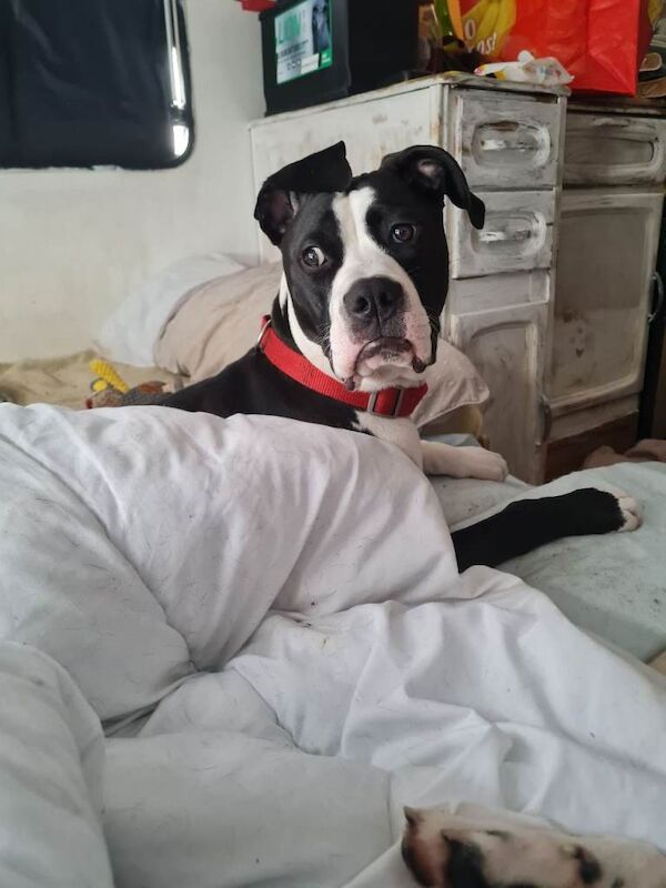 American Bulldog puppies for sale in Hastings, East Sussex – 7 months old