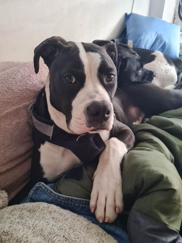 American bully - Image 2 of 4