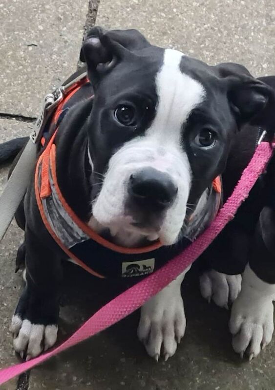 American bully - Image 4 of 4