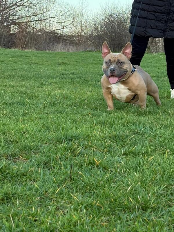 American Bulldog Puppies For Sale Under £1,000