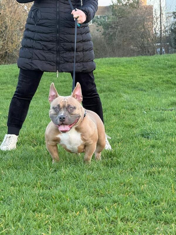 American bully - Image 2 of 4