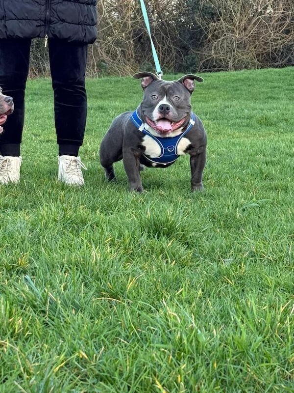 American bully - Image 3 of 4