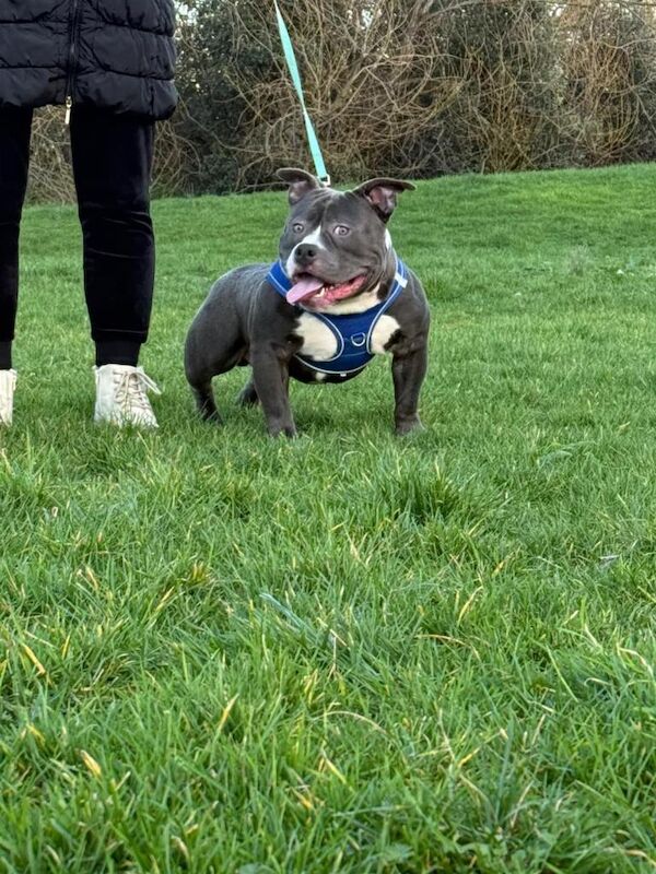 American bully - Image 4 of 4