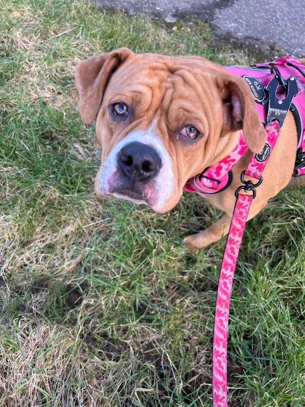 American Bully Puppies For Sale