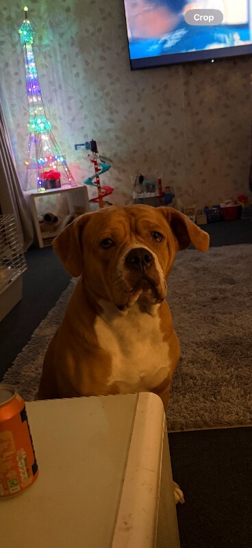 American bully - Image 2 of 4