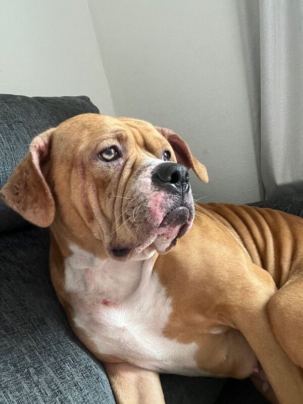 American bully - Image 3 of 4