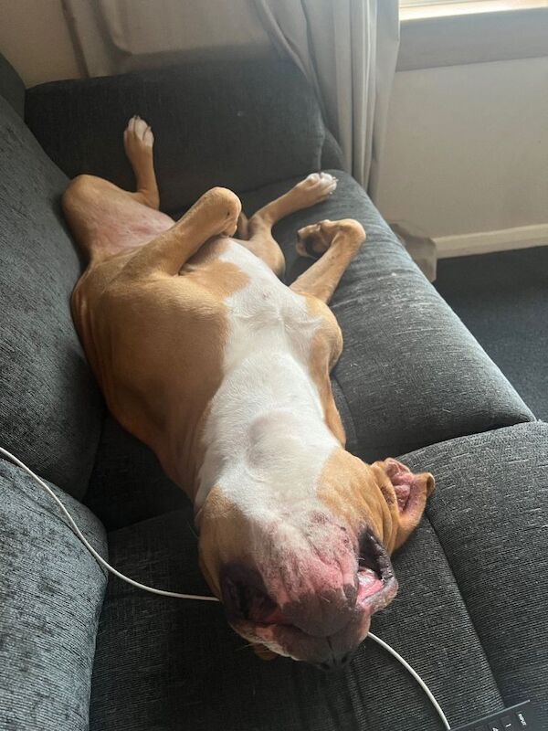 American bully - Image 4 of 4