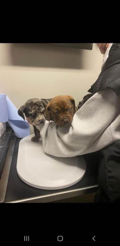 American Bully Puppies For Sale