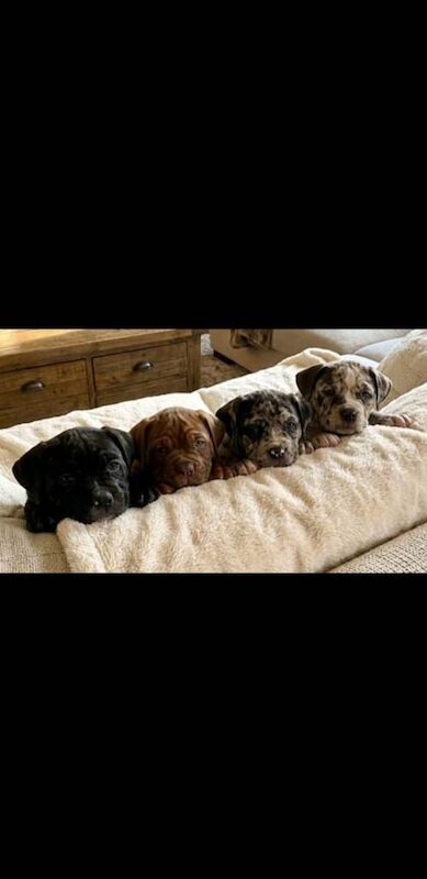 american bully - Image 2 of 6