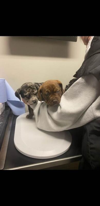 american bully - Image 3 of 6