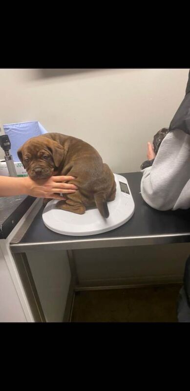 american bully - Image 4 of 6