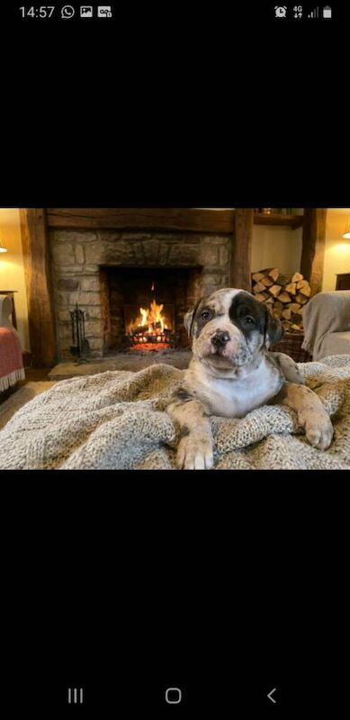 american bully - Image 5 of 6