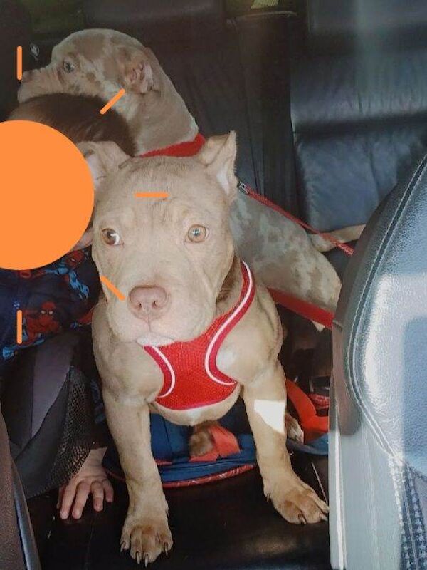 American bully - Image 2 of 4