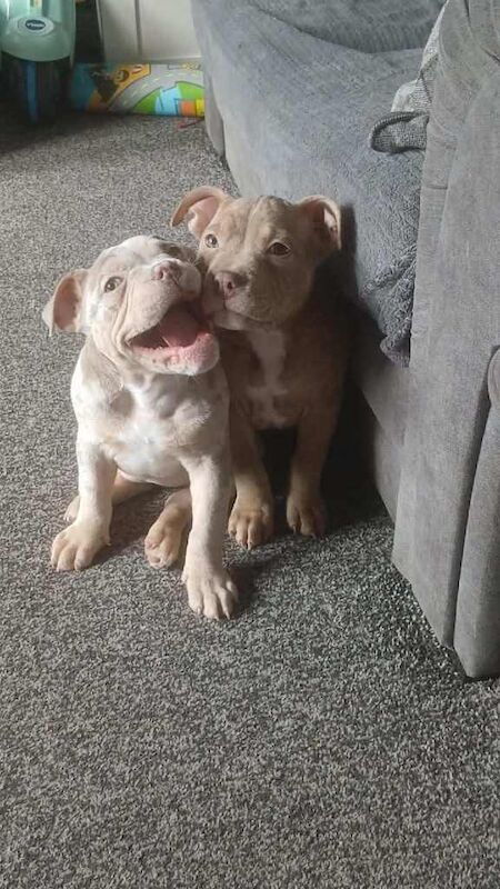 American bully - Image 3 of 4